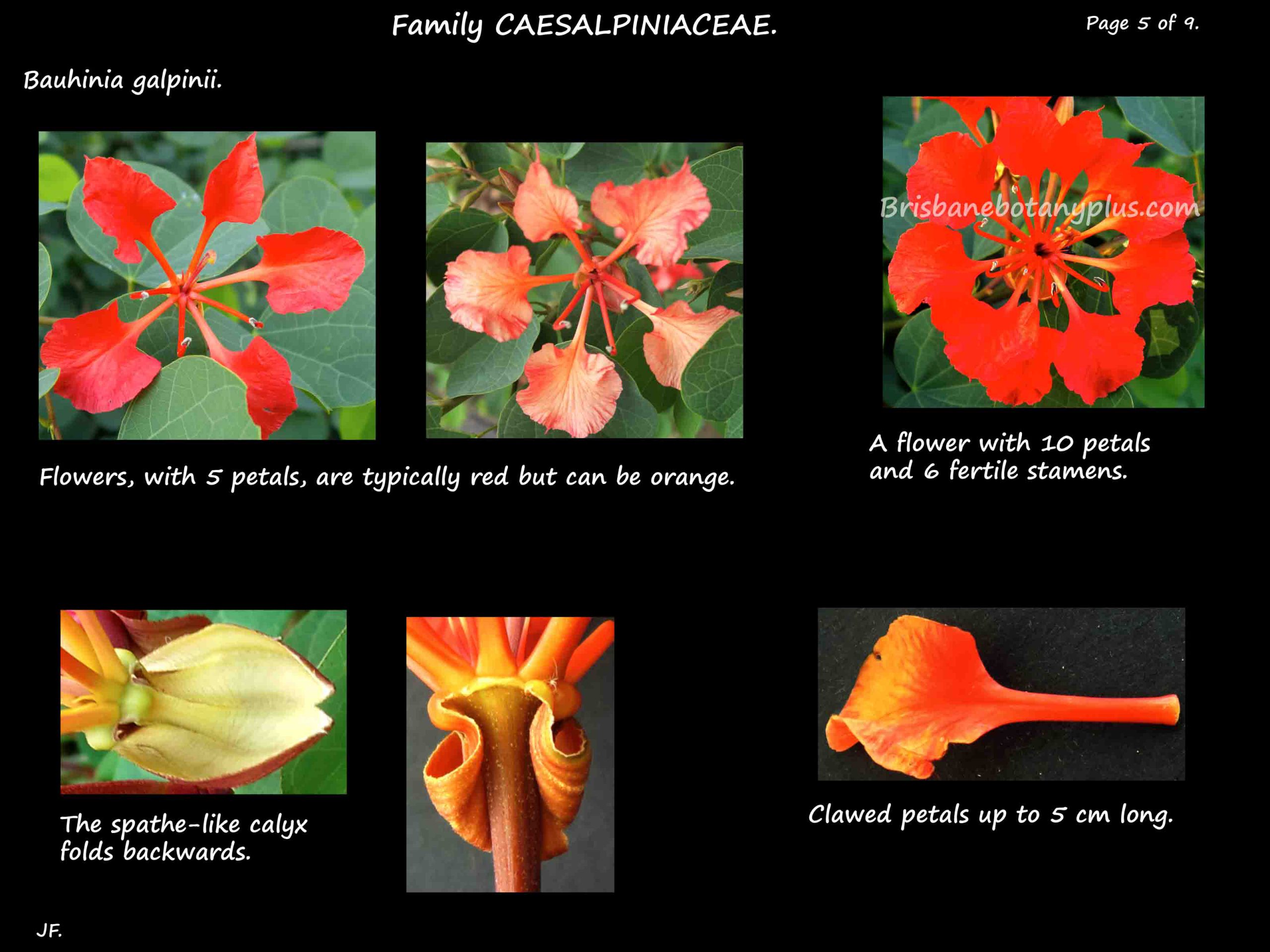 5 Bauhinia galpinii flowers